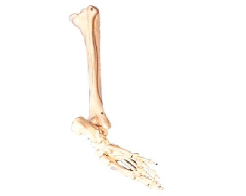 康人 足骨、腓骨與脛骨模型 KAR/11132